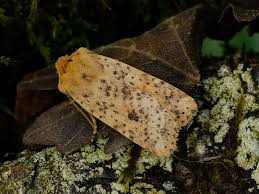 Attēlu rezultāti vaicājumam “Conistra rubiginea”