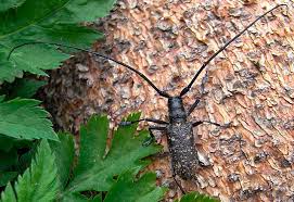 Attēlu rezultāti vaicājumam “Monochamus urussovi”