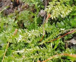 Attēlu rezultāti vaicājumam “Plagiothecium denticulatum”