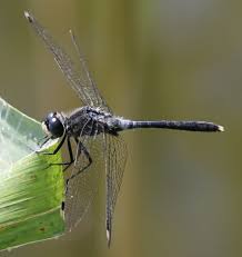 Attēlu rezultāti vaicājumam “Leucorrhinia albifrons female”