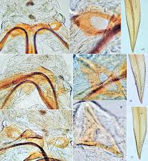 Attēlu rezultāti vaicājumam “Alloeotomus sp.”
