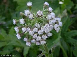 Attēlu rezultāti vaicājumam “Petasites spurius flower”