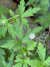 Attēlu rezultāti vaicājumam “Geranium palustre fruit”