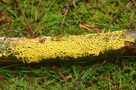 Attēlu rezultāti vaicājumam “Badhamia sp.”