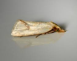 Attēlu rezultāti vaicājumam “Agapeta hamana”