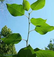 Attēlu rezultāti vaicājumam “Populus simonii”