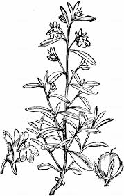 Attēlu rezultāti vaicājumam “Microrrhinum minus leaf”