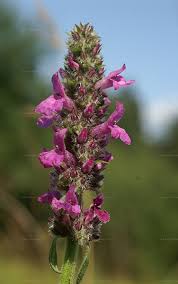 Attēlu rezultāti vaicājumam “Stachys palustris”