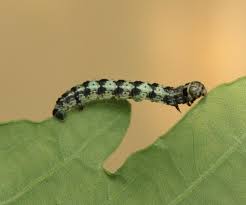 Attēlu rezultāti vaicājumam “Agriopis leucophaearia”