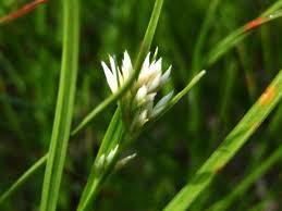 Attēlu rezultāti vaicājumam “Rhynchospora alba”