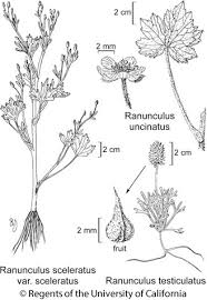 Attēlu rezultāti vaicājumam “Ranunculus sceleratus”