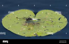 Attēlu rezultāti vaicājumam “Leucorrhinia caudalis male”