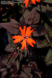 Attēlu rezultāti vaicājumam “Silene x arkwrightii Vesuvius flower”