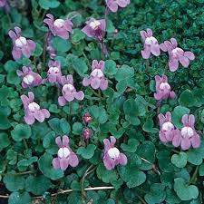 Attēlu rezultāti vaicājumam “Cymbalaria muralis flower”