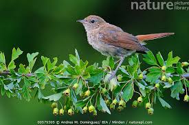 Image result for Luscinia luscinia