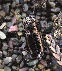 Attēlu rezultāti vaicājumam “Notiophilus biguttatus”