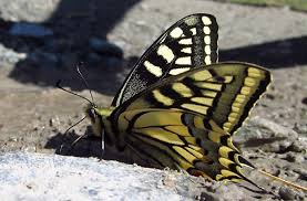Attēlu rezultāti vaicājumam “Papilio machaon upperside”
