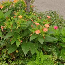 Image result for Mirabilis jalapa