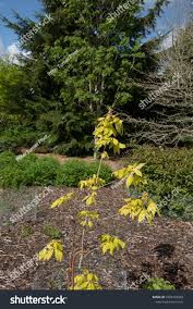 Attēlu rezultāti vaicājumam “Aesculus x neglecta flower”