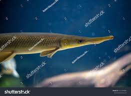 Image result for Lepisosteus osseus