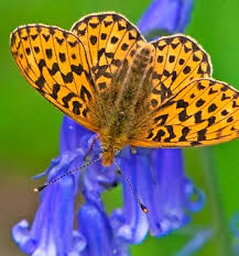 Attēlu rezultāti vaicājumam “Euphydrias aurinia upperside”