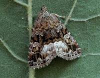 Attēlu rezultāti vaicājumam “Protodeltote pygarga”