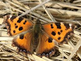 Attēlu rezultāti vaicājumam “Nymphalis xanthomelas”