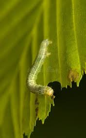 Attēlu rezultāti vaicājumam “Operophtera”