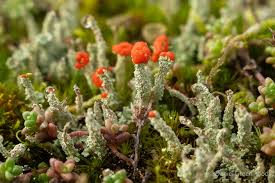 Attēlu rezultāti vaicājumam “Cladonia floerkeana”