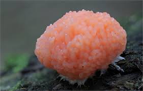 Attēlu rezultāti vaicājumam “Stemonitis foliicola macro”