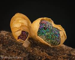 Attēlu rezultāti vaicājumam “Colloderma sp.”