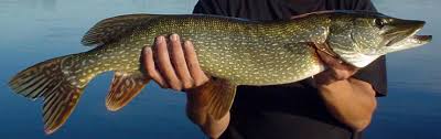 Image result for Esox lucius