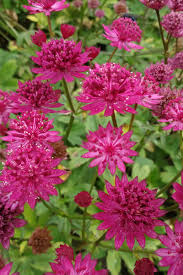 Attēlu rezultāti vaicājumam “Astrantia major”