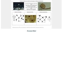 Attēlu rezultāti vaicājumam “Cribraria microcarpa”