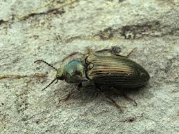 Attēlu rezultāti vaicājumam “Selatosomus aeneus”