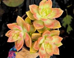 Attēlu rezultāti vaicājumam “Diderma globosum macro”