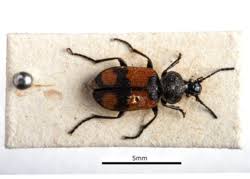 Attēlu rezultāti vaicājumam “Pterostichus aterrimus”