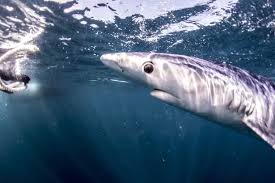 Image result for Leeds Sharks