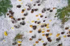 Attēlu rezultāti vaicājumam “Sawadaea tulasnei”