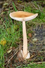 Attēlu rezultāti vaicājumam “Amanita crocea”