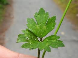 Attēlu rezultāti vaicājumam “Ranunculus repens leaf”
