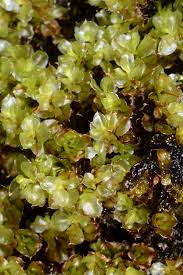 Attēlu rezultāti vaicājumam “Cinclidium stygium”