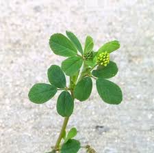 Attēlu rezultāti vaicājumam “Medicago lupulina leaf”
