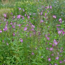 Image result for Weidenröschen