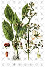 Attēlu rezultāti vaicājumam “Alisma plantago-aquatica fruit”