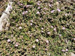 Attēlu rezultāti vaicājumam “Spergularia rubra”