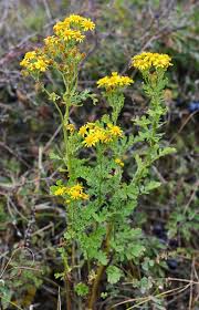 Attēlu rezultāti vaicājumam “Jacobaea paludosa flower”