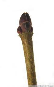 Attēlu rezultāti vaicājumam “Acer platanoides bud”