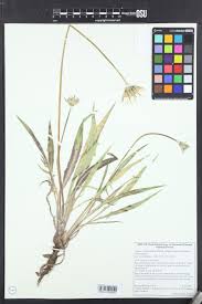 Image result for Agoseris major