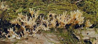 Attēlu rezultāti vaicājumam “Lentaria”